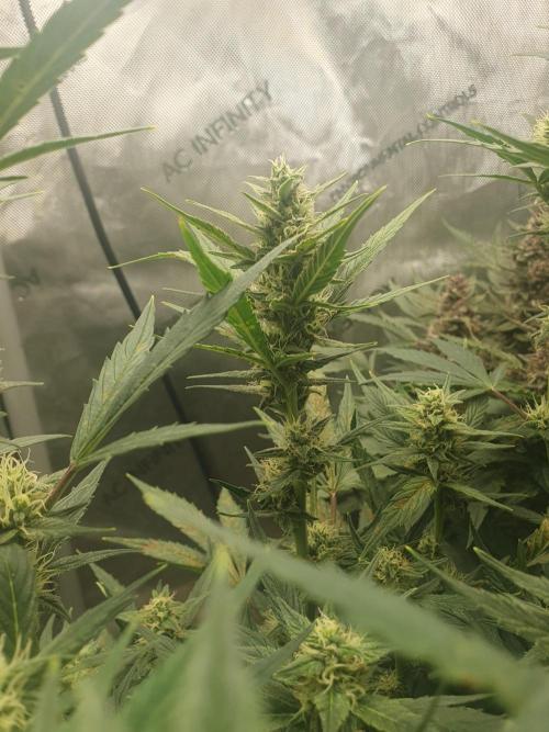 Mystery Box Autos on Living Soil. Week 8