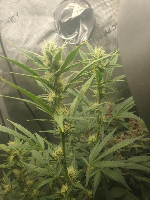 Mystery Box Autos on Living Soil. Week 8