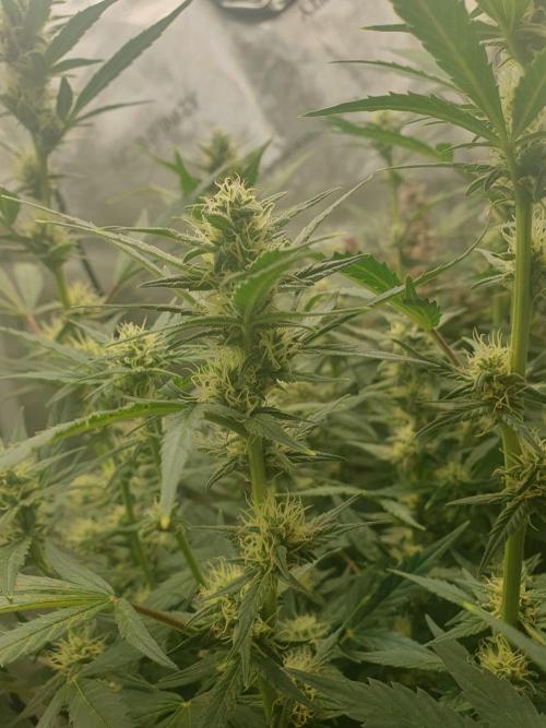 Mystery Box Autos on Living Soil. Week 8