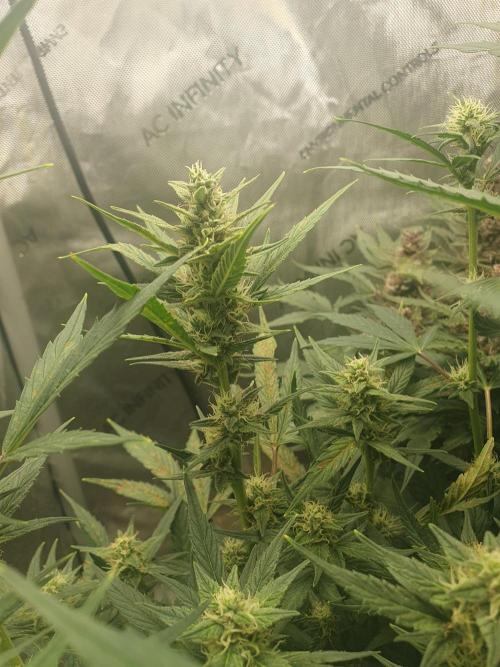 Mystery Box Autos on Living Soil. Week 8