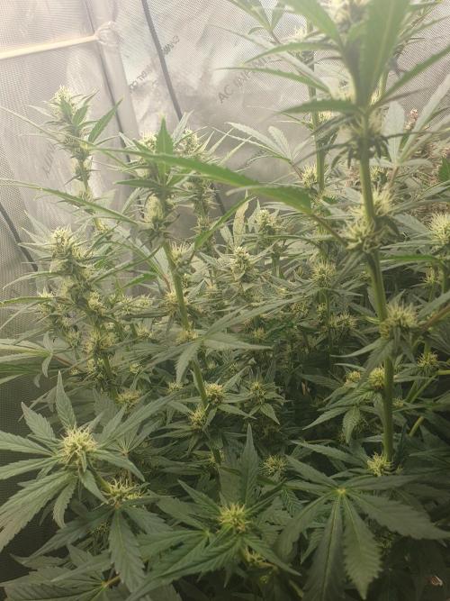 Mystery Box Autos on Living Soil. Week 8