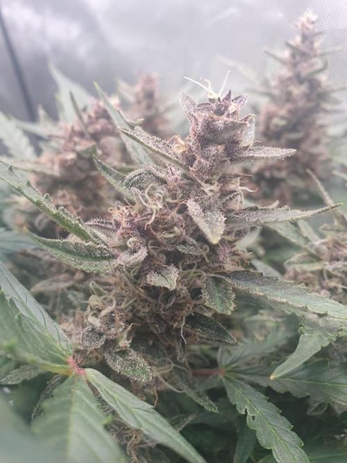 Mystery Box Autos on Living Soil. Week 8