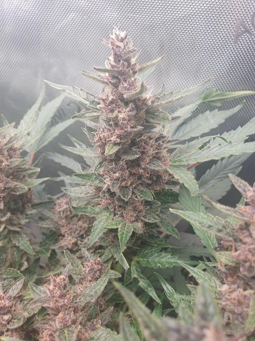 Mystery Box Autos on Living Soil. Week 8