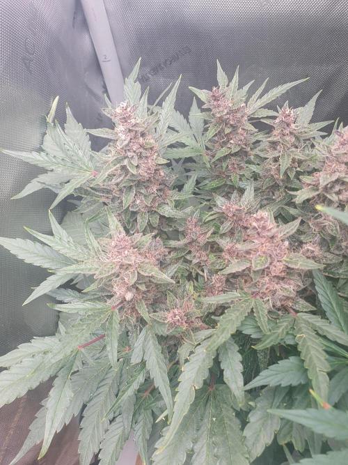 Mystery Box Autos on Living Soil. Week 8