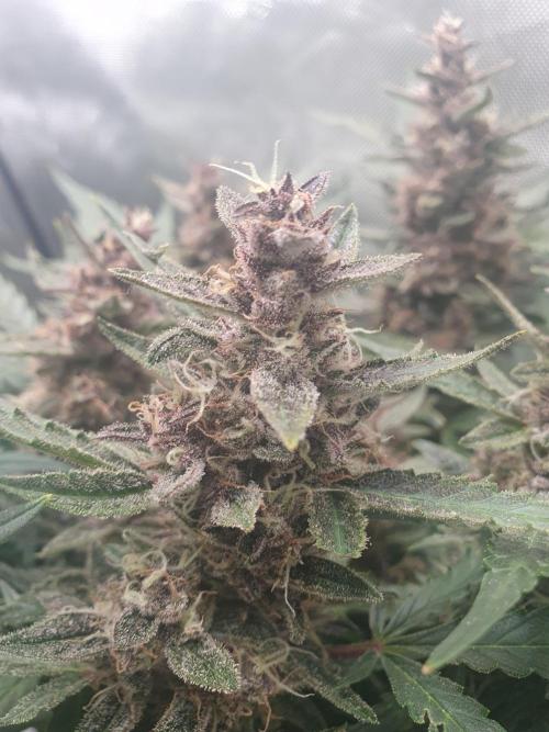 Mystery Box Autos on Living Soil. Week 8