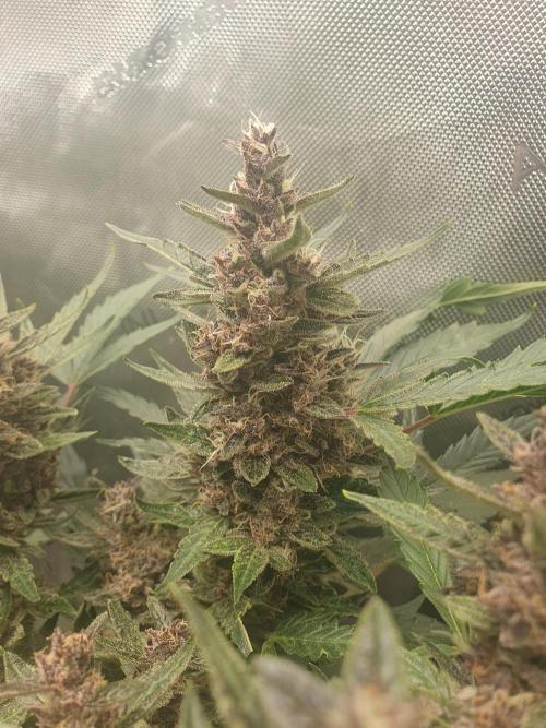 Mystery Box Autos on Living Soil. Week 8