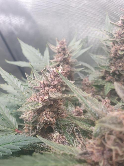 Mystery Box Autos on Living Soil. Week 8