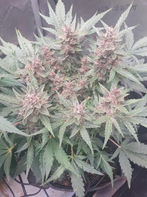 Mystery Box Autos on Living Soil. Week 8