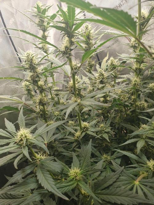 Mystery Box Autos on Living Soil. Week 8