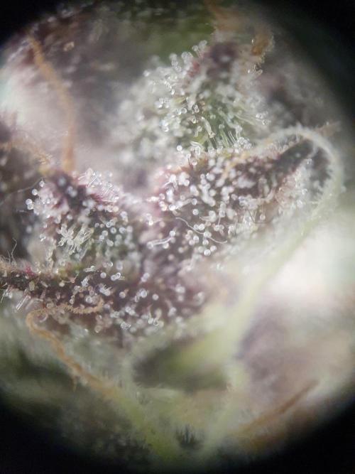 Mystery Box Autos on Living Soil. Week 8 - auto#2