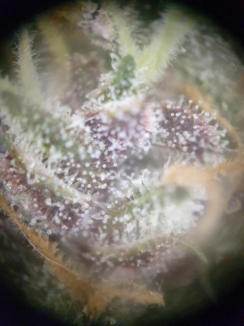 Mystery Box Autos on Living Soil. Week 8 - auto#2
