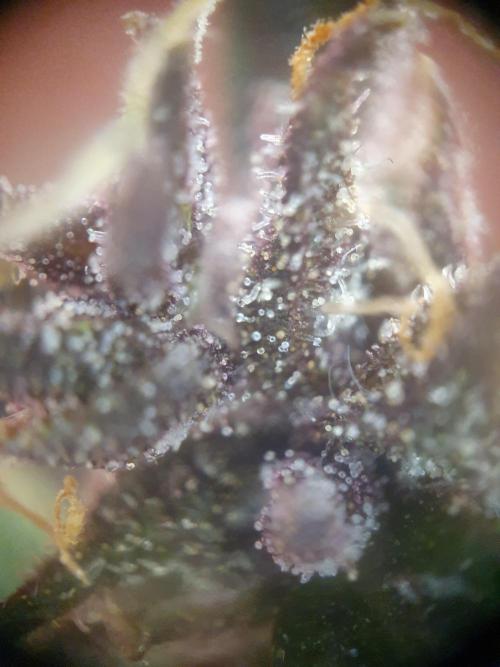 Mystery Box Autos on Living Soil. Week 8 - auto#2 right branch