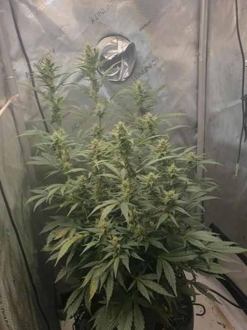 Mystery Box Autos on Living Soil. Week 9