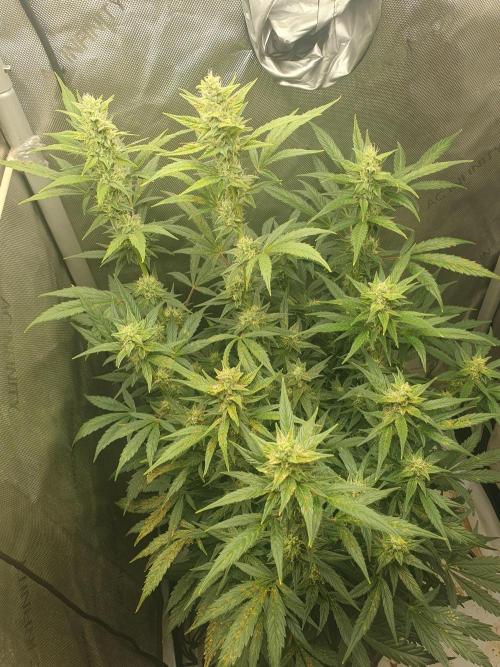 Mystery Box Autos on Living Soil. Week 9