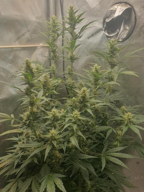 Mystery Box Autos on Living Soil. Week 9