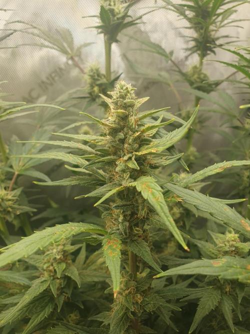 Mystery Box Autos on Living Soil. Week 9