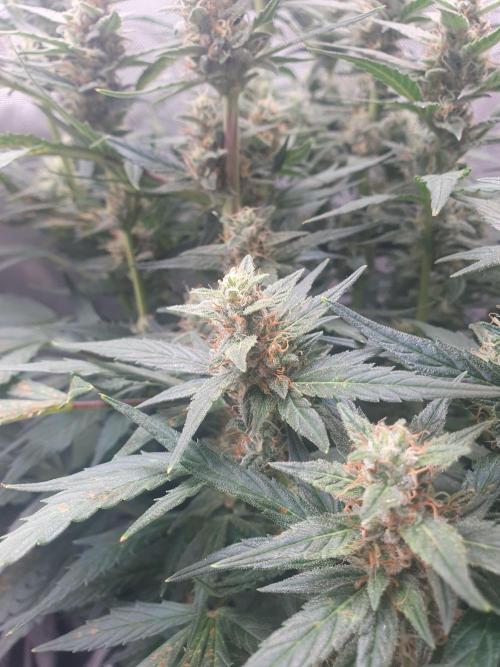 Mystery Box Autos on Living Soil. Week 9