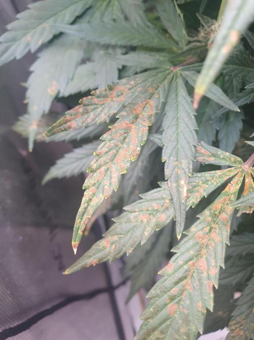 Mystery Box Autos on Living Soil. Week 9