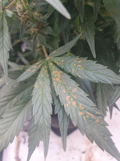 Mystery Box Autos on Living Soil. Week 9