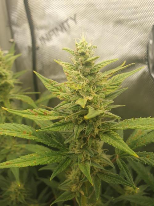 Mystery Box Autos on Living Soil. Week 9