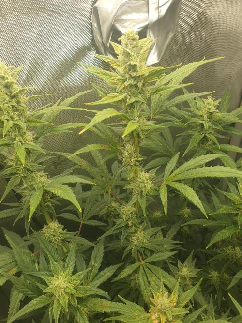 Mystery Box Autos on Living Soil. Week 9