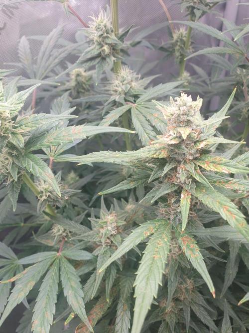 Mystery Box Autos on Living Soil. Week 9