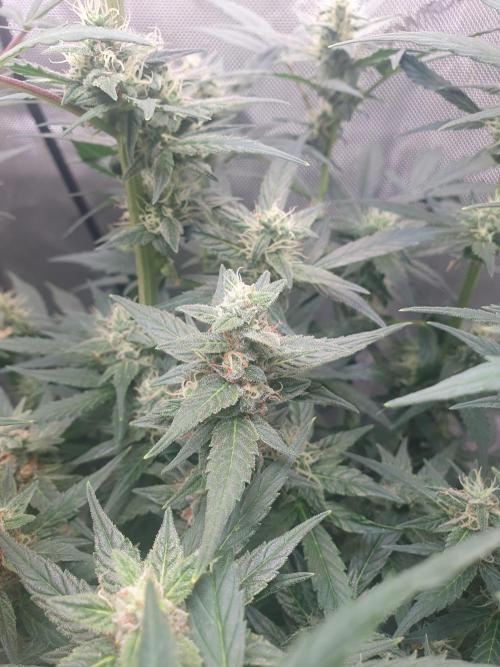 Mystery Box Autos on Living Soil. Week 9