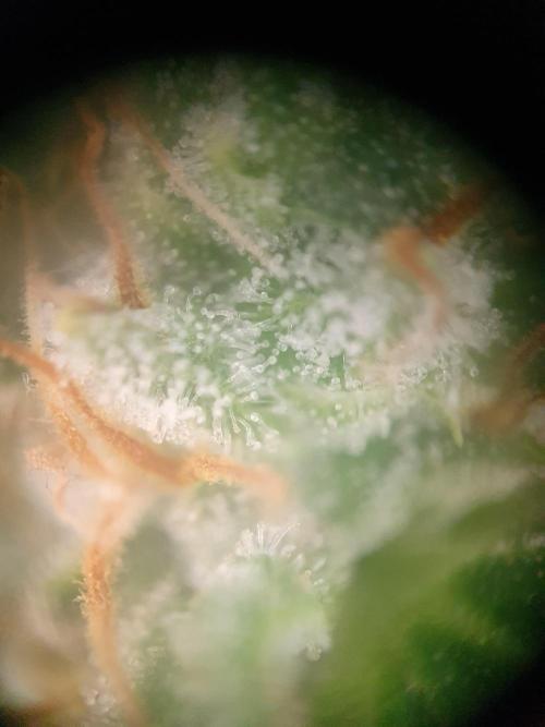 Mystery Box Autos on Living Soil. Week 9 - Auto#1