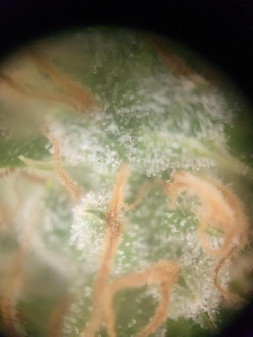 Mystery Box Autos on Living Soil. Week 9 - Auto#1