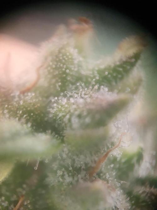 Mystery Box Autos on Living Soil. Week 9 - Auto#1