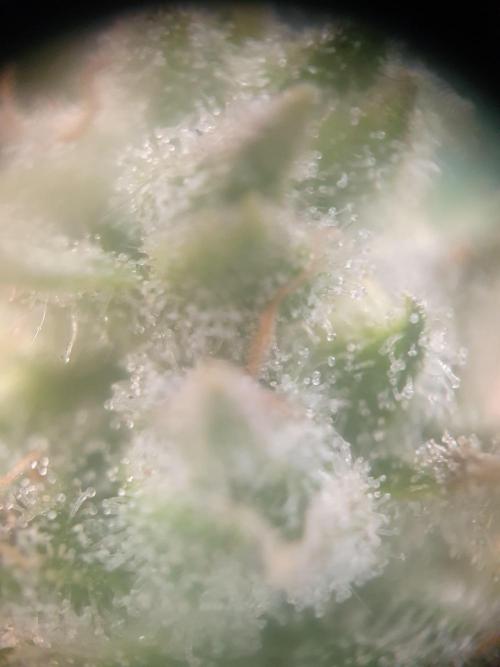 Mystery Box Autos on Living Soil. Week 9 - Auto#1