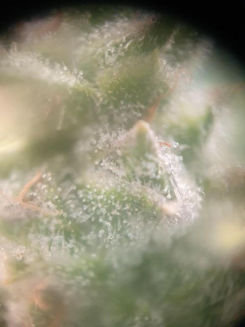 Mystery Box Autos on Living Soil. Week 9 - Auto#1