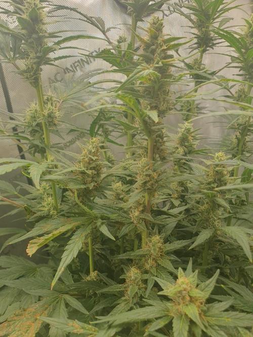 Mystery Box Autos on Living Soil. Week 9