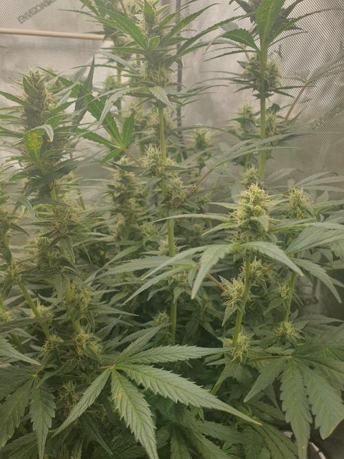 Mystery Box Autos on Living Soil. Week 9