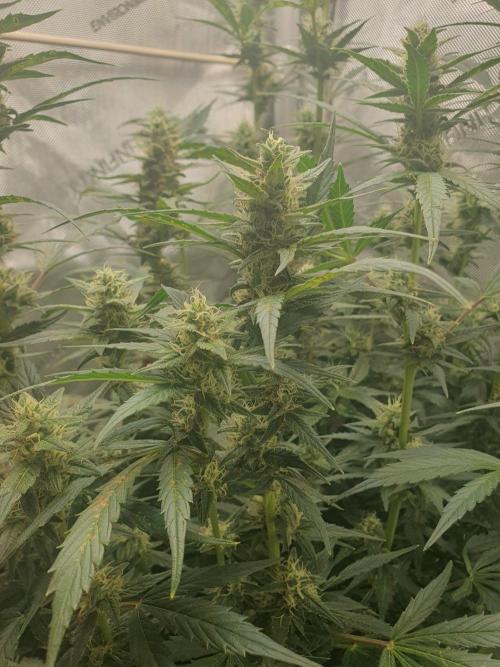 Mystery Box Autos on Living Soil. Week 9