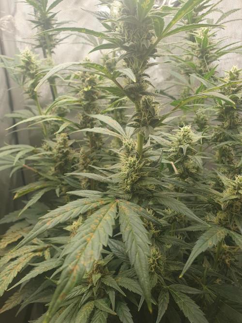 Mystery Box Autos on Living Soil. Week 9