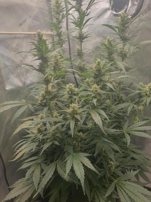 Mystery Box Autos on Living Soil. Week 9