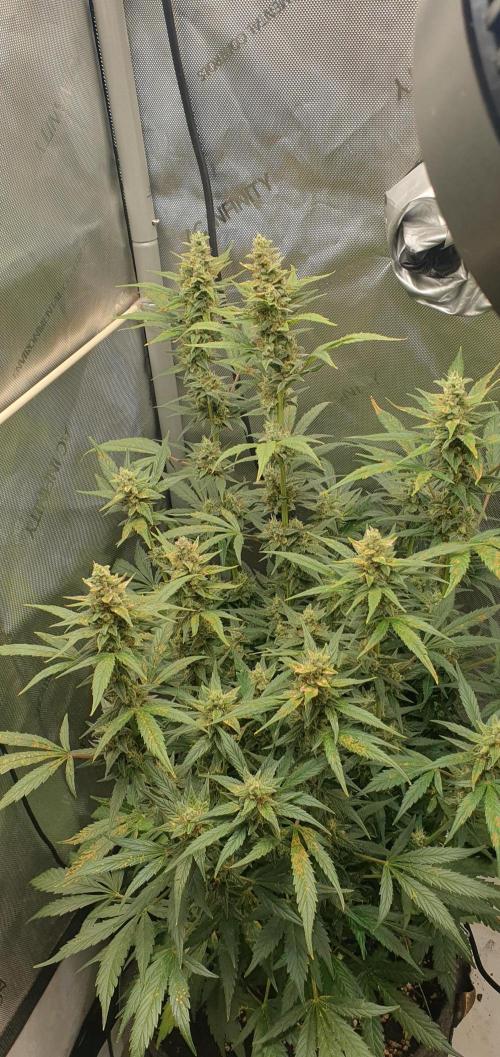 Mystery Box Autos on Living Soil. Week 10