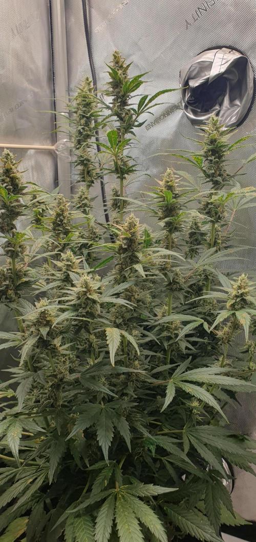 Mystery Box Autos on Living Soil. Week 10