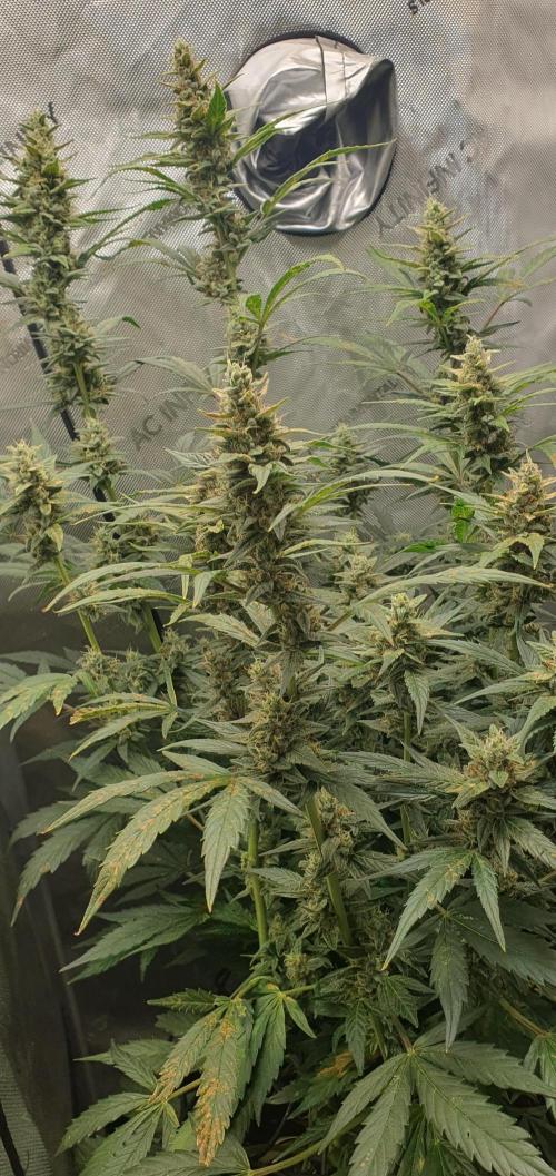 Mystery Box Autos on Living Soil. Week 10