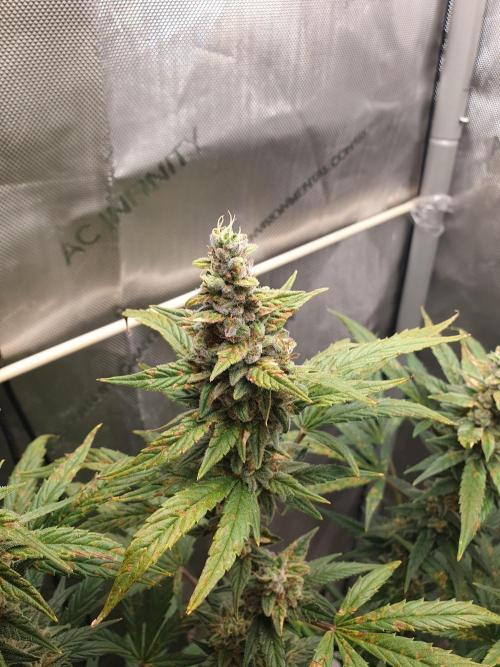 Mystery Box Autos on Living Soil. Week 11