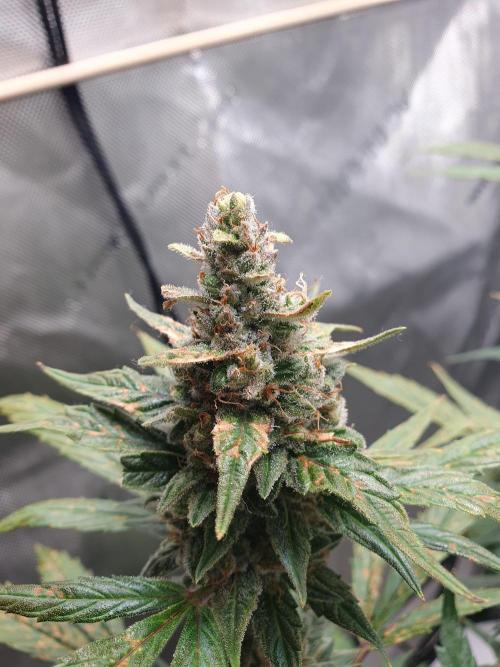 Mystery Box Autos on Living Soil. Week 11