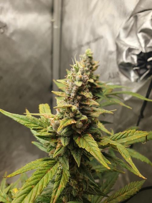 Mystery Box Autos on Living Soil. Week 11