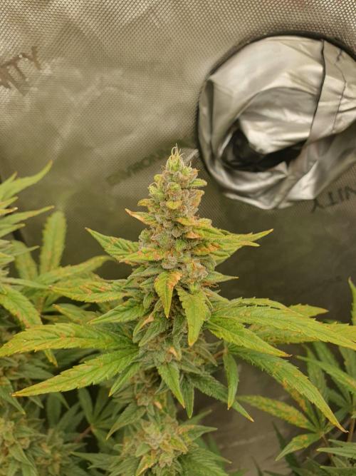 Mystery Box Autos on Living Soil. Week 11