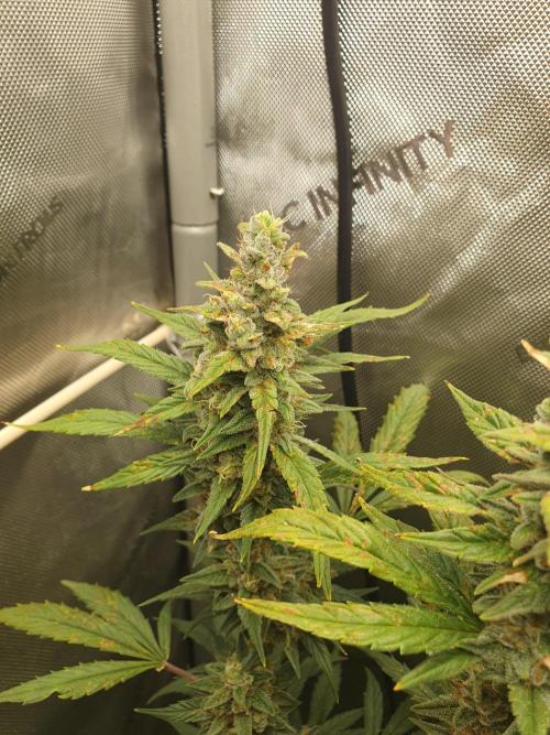 Mystery Box Autos on Living Soil. Week 11