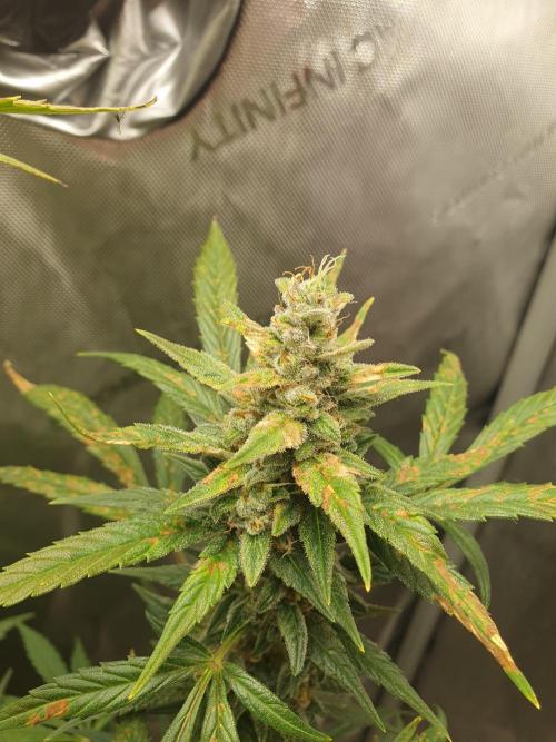 Mystery Box Autos on Living Soil. Week 11