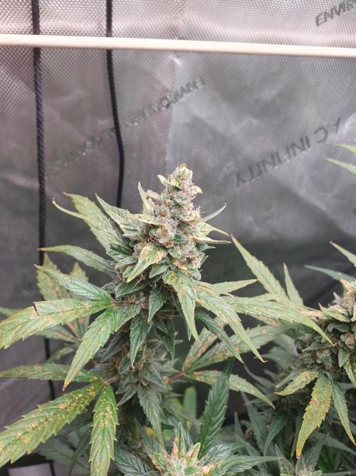 Mystery Box Autos on Living Soil. Week 11