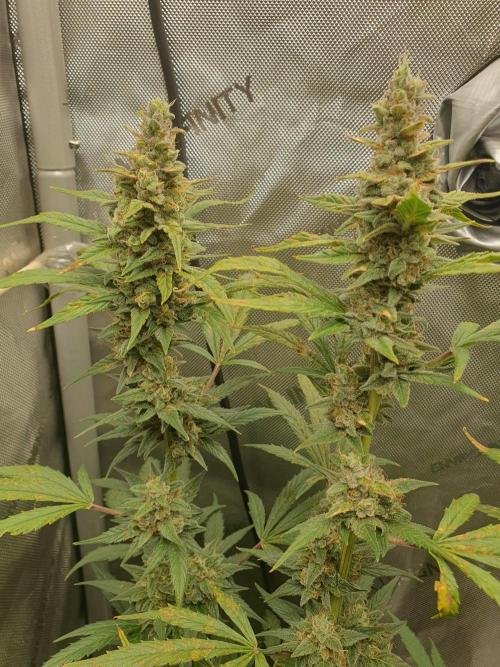 Mystery Box Autos on Living Soil. Week 11