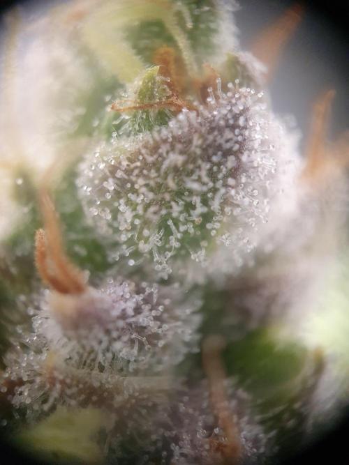 Mystery Box Autos on Living Soil. Week 12