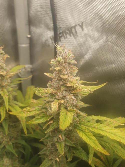 Mystery Box Autos on Living Soil. Week 12